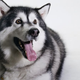 Illustration for article titled Stumbling, Bumbling Sled Dog: Sorry, This Is My First Iditarod